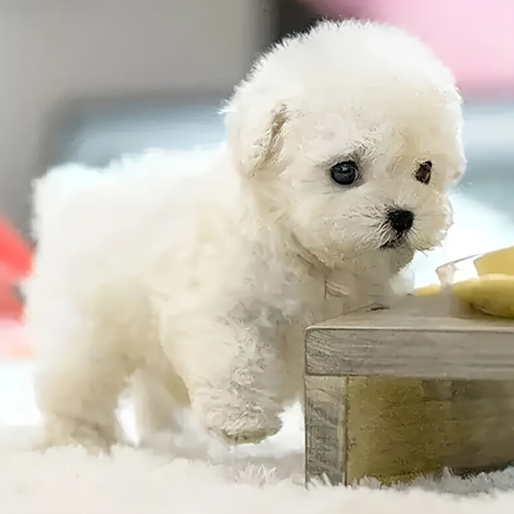 Interactive Robotic White Labrador Puppy Plush Toy, Walks Barks Wags Tail, Realistic Electronic Pet Dog — image 9
