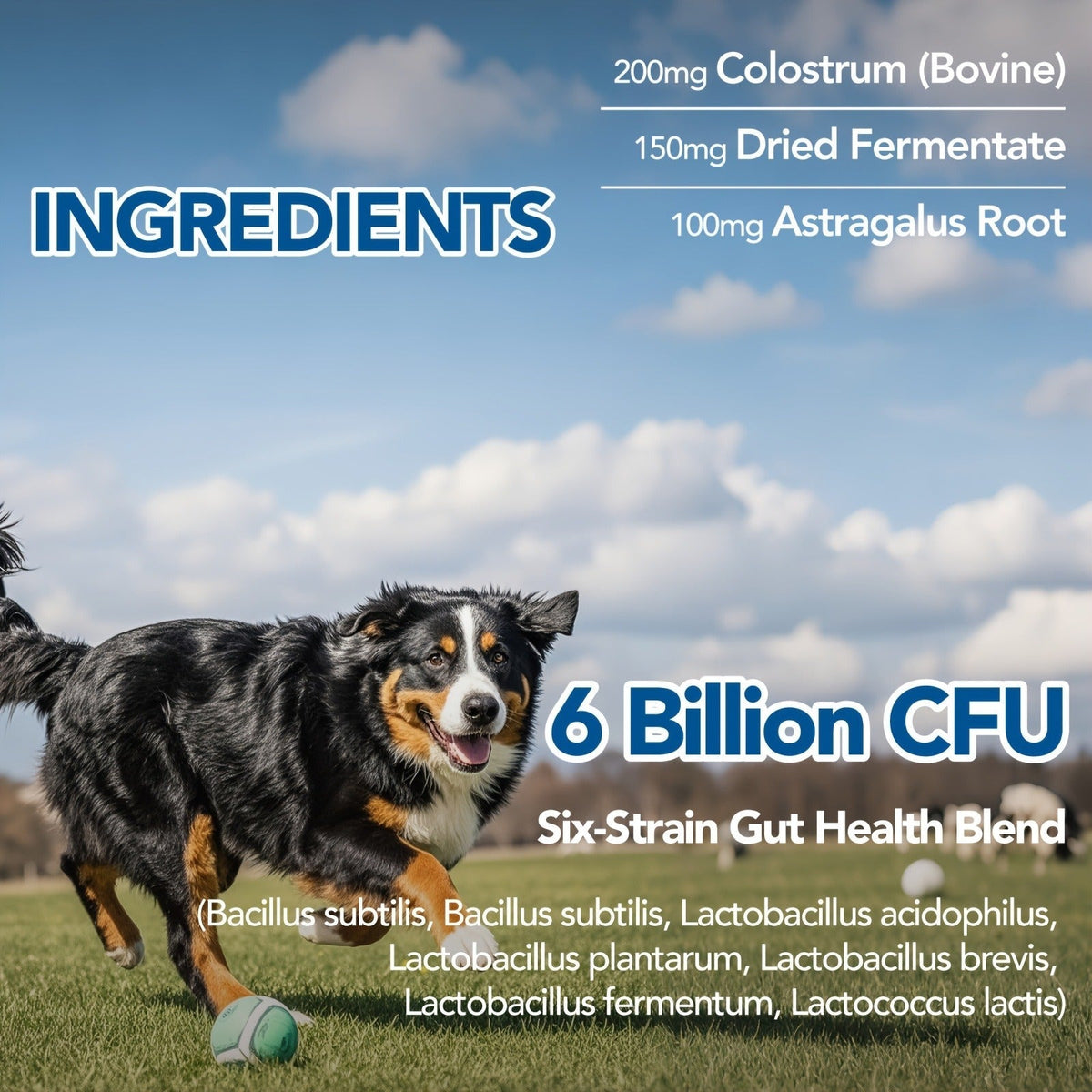 Dog Skin and Digestion Soft Chews with Colostrum, Fermentate and Astragalus, 90-Count Bottle — image 4