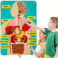 Human Body Felt Board Anatomy Model – 3D Felt Organ Science Educational Toy for Kids Ages 5+, Homeschool Biology Classroom Te