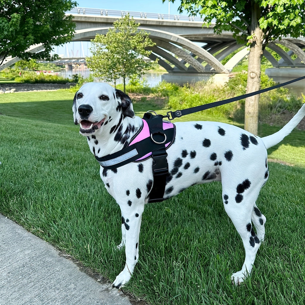 Reflective-Trim Dog Harness in Seven Colors and XS–XXL with Chest Band, Back Ring and Top Handle — image 4