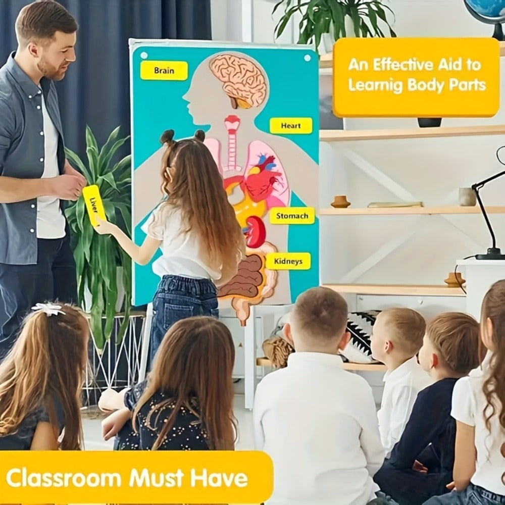Human Body Felt Board Anatomy Model – 3D Felt Organ Science Educational Toy for Kids Ages 5+, Homeschool Biology Classroom Te