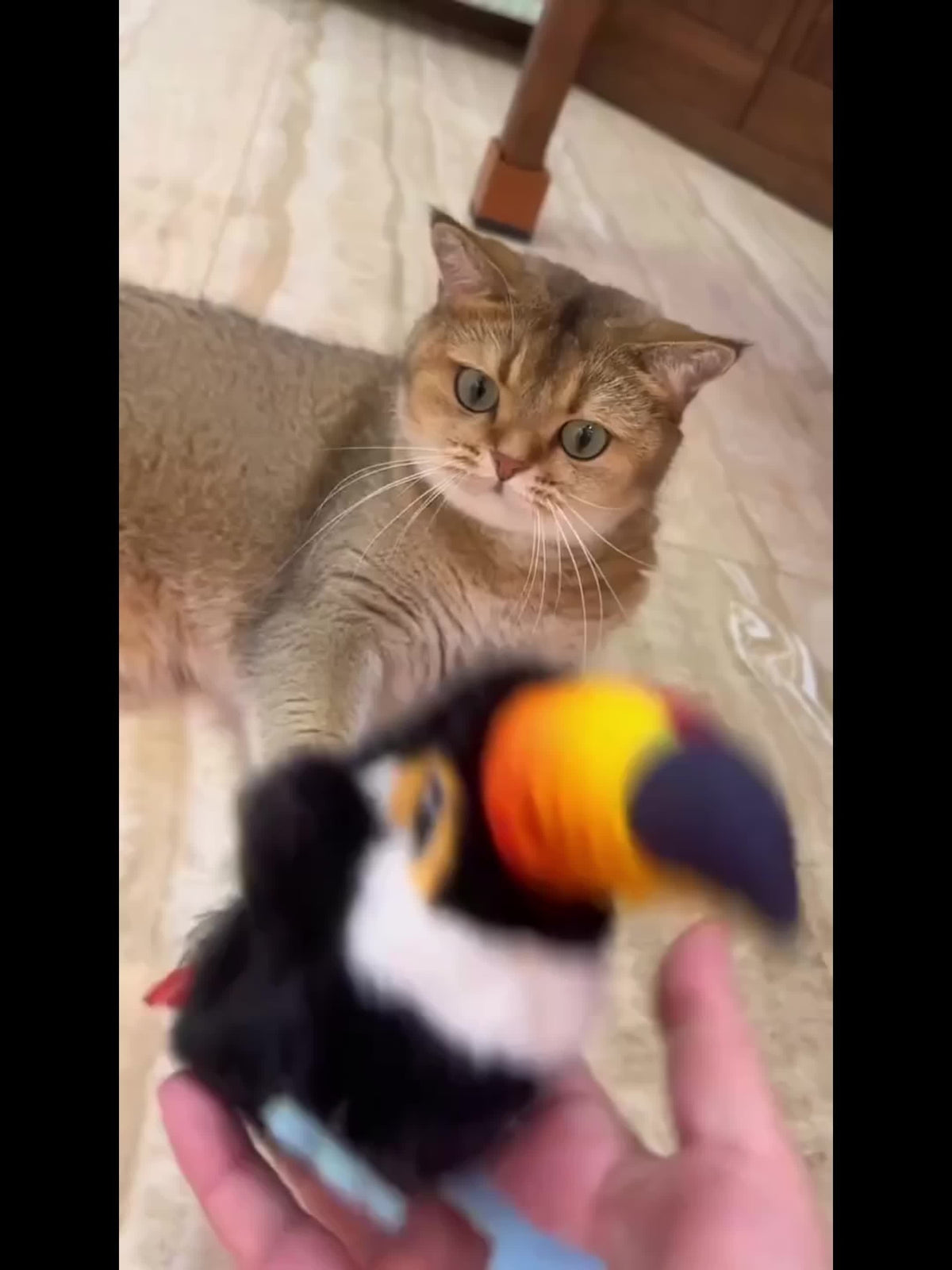 Cat Toy Flapping Bird with Chirping Sound, USB Rechargeable Motion and Three Plush Bird Styles — image 12