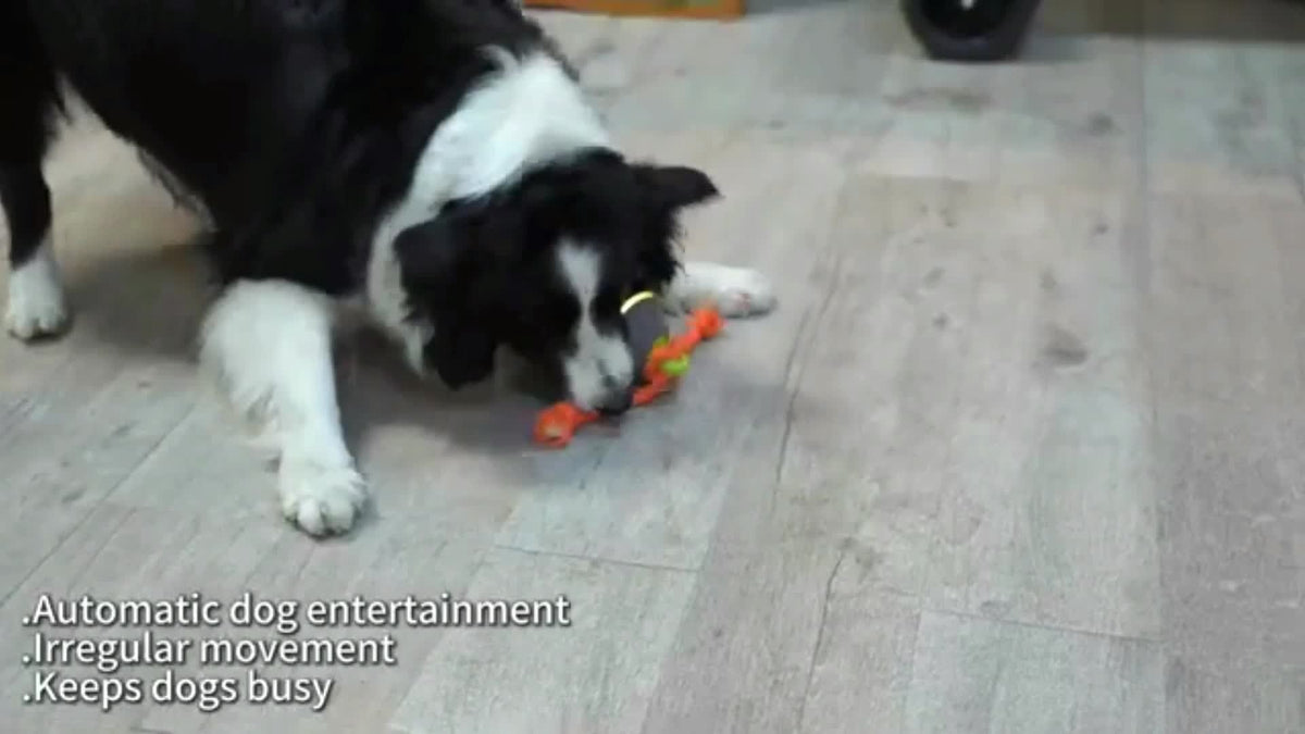 Dog Toy Motion-Activated Auto-Rolling Ball with Voice Recording, Rope and White or Gray Options — image 9