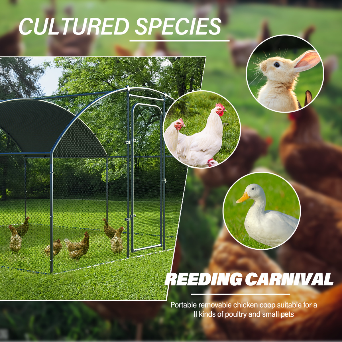 Walk-in Chicken Pen Large Metal Outdoor Poultry Enclosure Cover Yard Cage for Chickens Ducks Rabbits 3 Sizes Available — imag