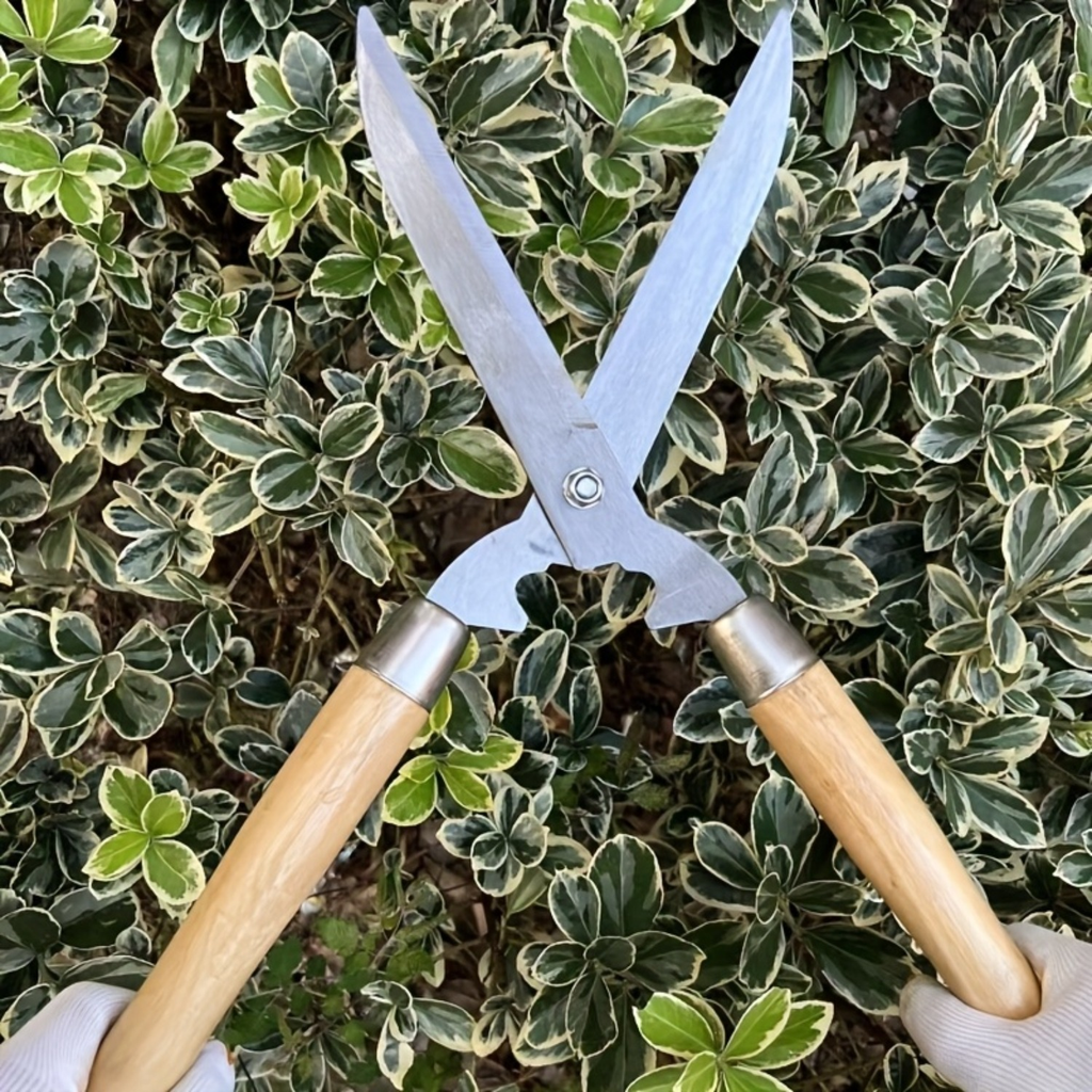 Carbon Steel Hedge Shears with 11-Inch Straight Blades and Paired Walnut Handles for Shrub Trimming — image 6