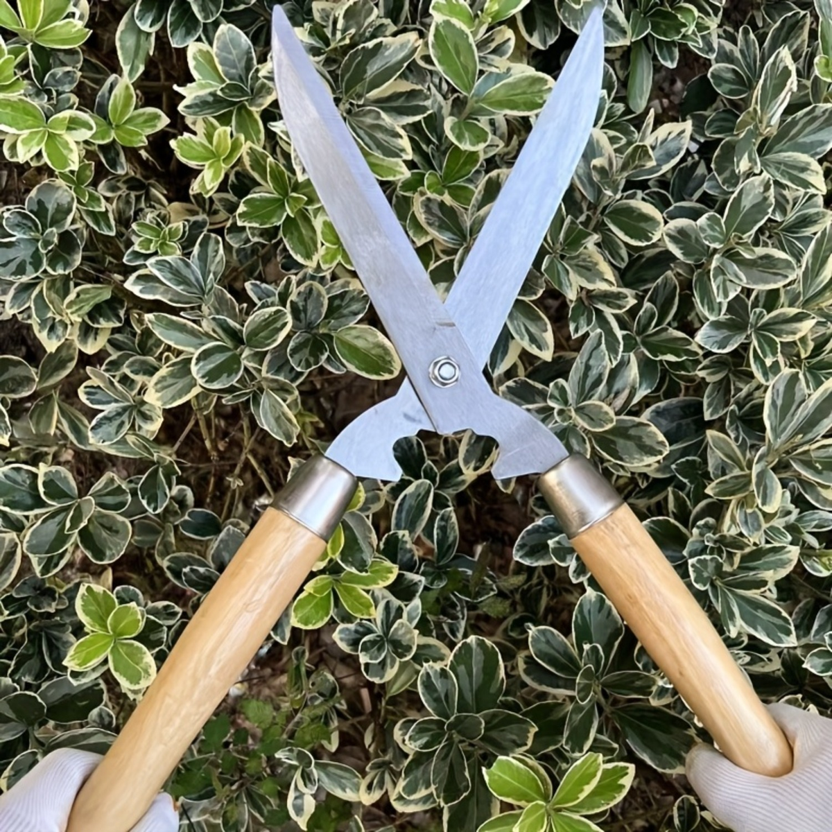 Carbon Steel Hedge Shears with 11-Inch Straight Blades and Paired Walnut Handles for Shrub Trimming — image 6