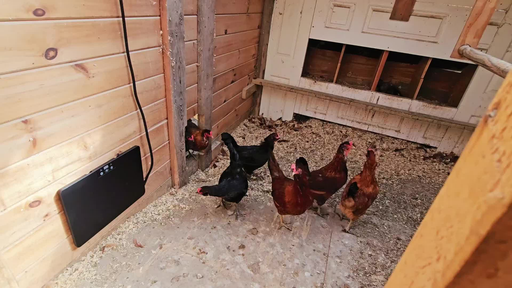 Brooder Heater 250W Heating Panel for Chicks, Ducklings & Quail, 3 Heat Levels, 4-Timer Settings — image 12