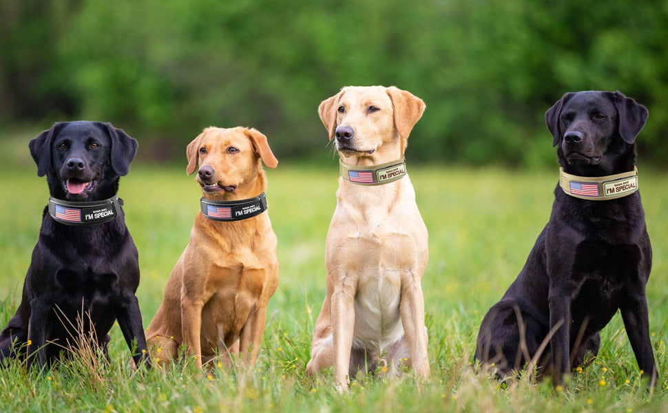 Wide Tactical Dog Collar with Padded Grab Handle, Reflective Stitching, Two Patches and M–XL Sizing — image 5