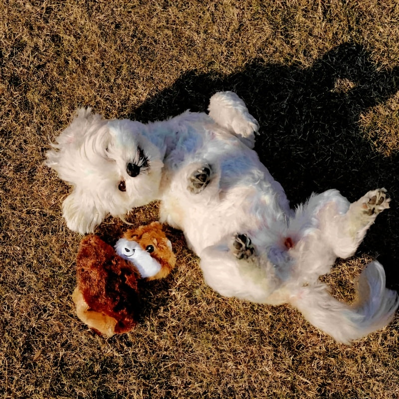 Dog Toy 3-Pack No-Stuffing Flat Plush Animals with Built-In Squeakers and Crinkle Layer for Small Medium Dogs — image 4