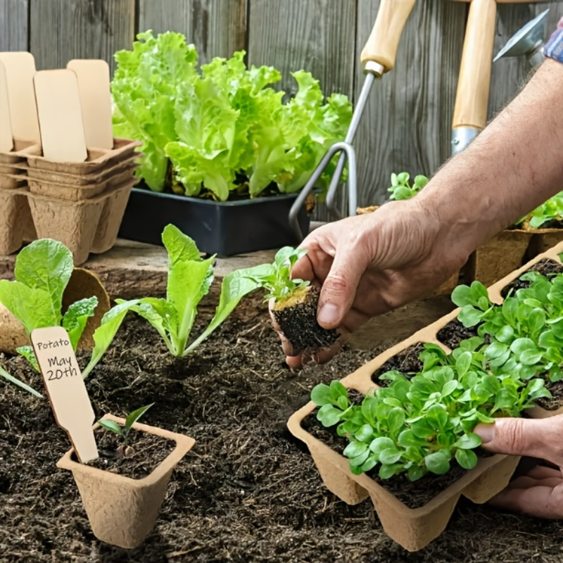 Peat Pots Seed Starter 100pcs Square Biodegradable Paper | Germination Trays with Peat Substrate for Herbs Cacti Flowers | In