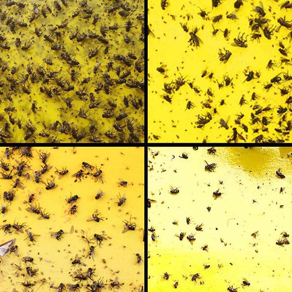 Double sidedStrong Flies Traps Bugs Sticky Board Catching Aphid Insects Killer fly Control Whitefly Thrip Leafminer Glue Sticker