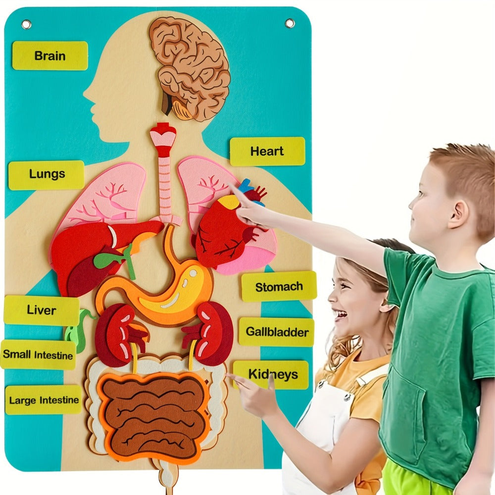 Human Body Felt Board Anatomy Model – 3D Felt Organ Science Educational Toy for Kids Ages 5+, Homeschool Biology Classroom Te