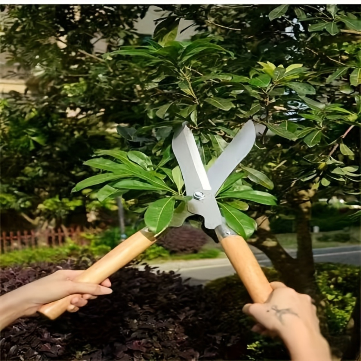 Carbon Steel Hedge Shears with 11-Inch Straight Blades and Paired Walnut Handles for Shrub Trimming — image 5