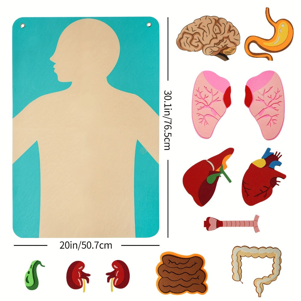 Human Body Felt Board Anatomy Model – 3D Felt Organ Science Educational Toy for Kids Ages 5+, Homeschool Biology Classroom Te