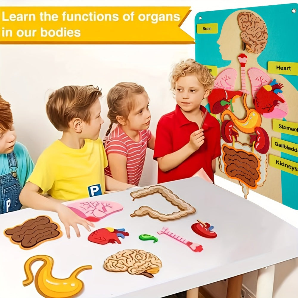 Human Body Felt Board Anatomy Model – 3D Felt Organ Science Educational Toy for Kids Ages 5+, Homeschool Biology Classroom Te